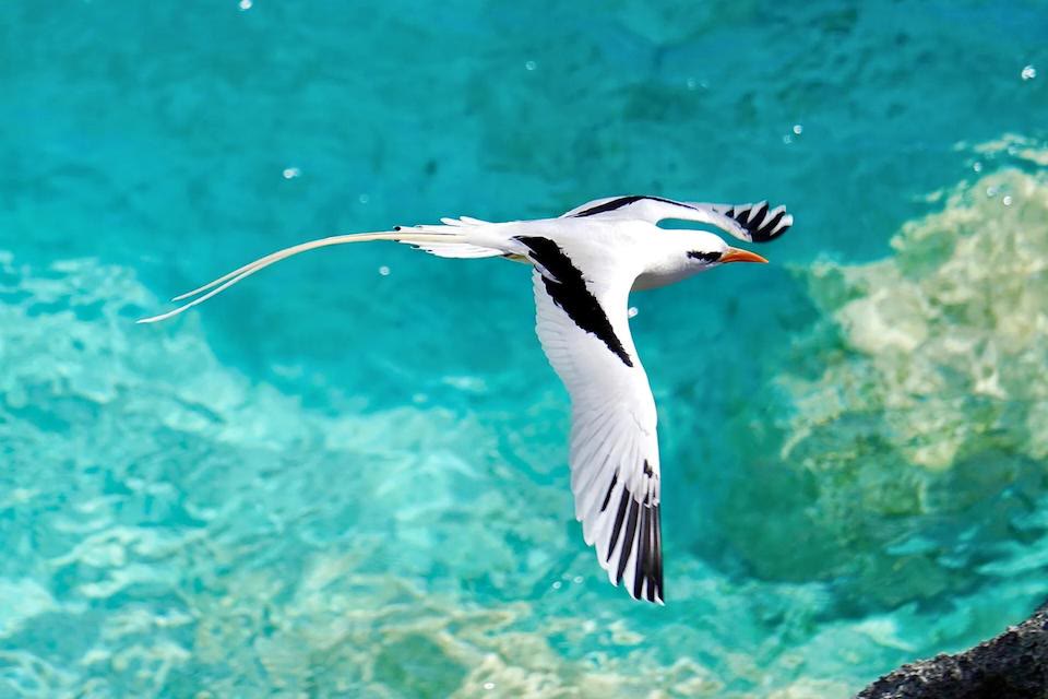 A Bermuda longtail in flight over turquoise water